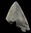 Partial, Megalodon Tooth - Serrated Blade #57896-1